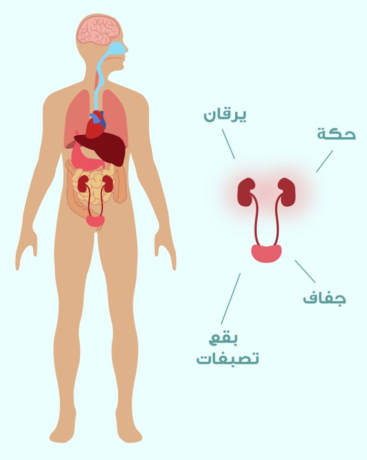 10 علامات غير واضحة على وجود خلل في وظائف الكلى الجانب الم شرق